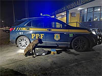 Crditos: PRF